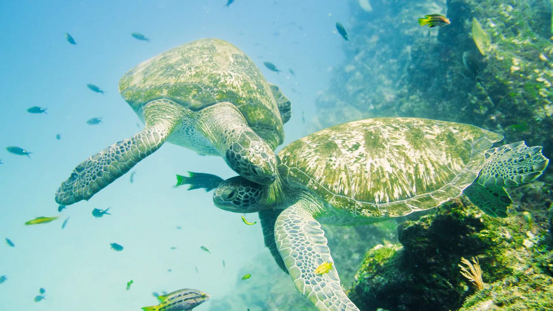 Two sea turtles swimming over a reef
